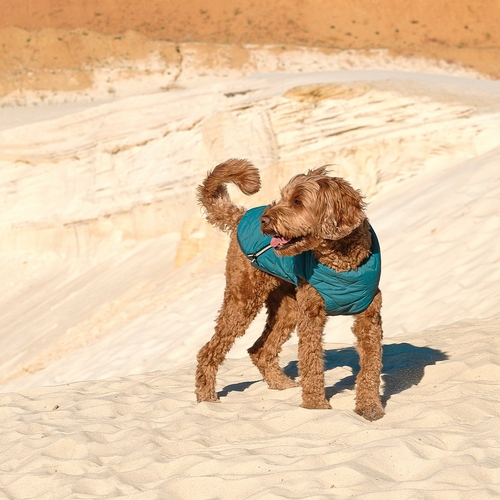 Eco-Friendly Dog Jacket Vest Made in Ukraine - Image 9