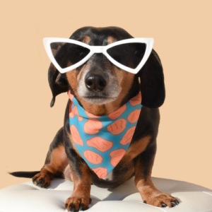 Dog Sunnies for Stylish Pet Eye Protection