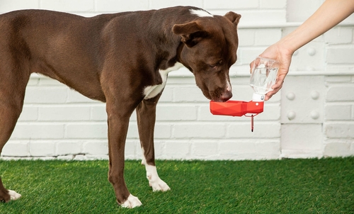 Portable Water Bottle for Travel, Gym & Daily Hydration - Image 2
