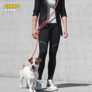 Reflective Nylon Dog Leashes for Safe Walks