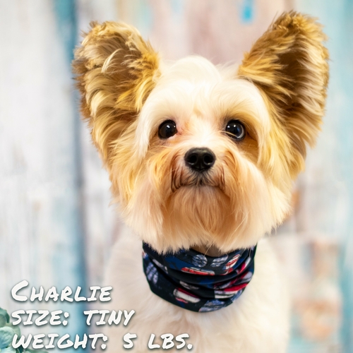 Patriotic Pup Pup Scruff | Festive Dog Accessory - Image 3